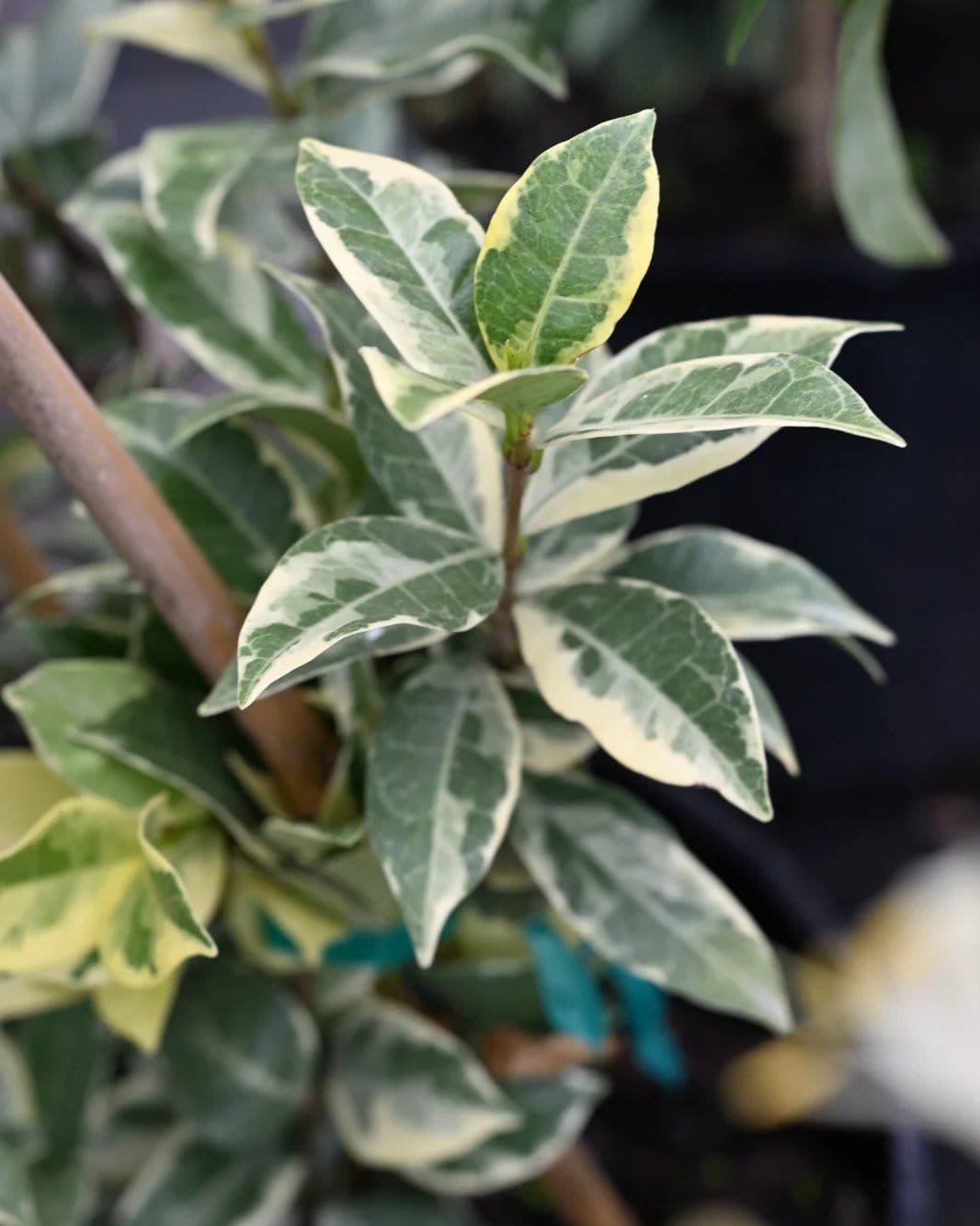 Star Jasmine Variegated - view 2