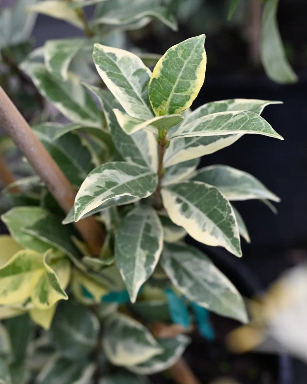 Star Jasmine Variegated - Image 2