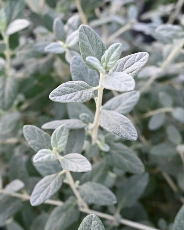 Silver Bush Germander - view 2