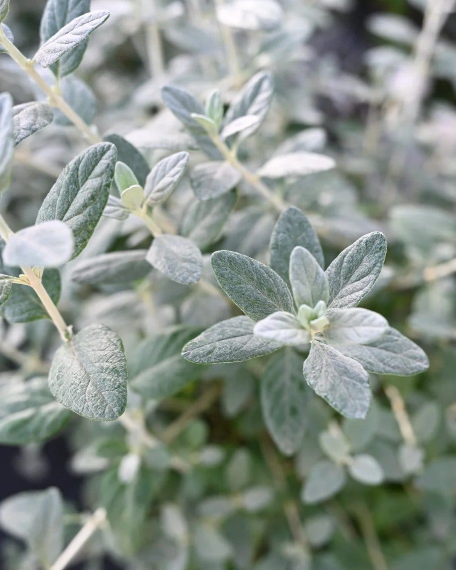 Silver Bush Germander - view 3