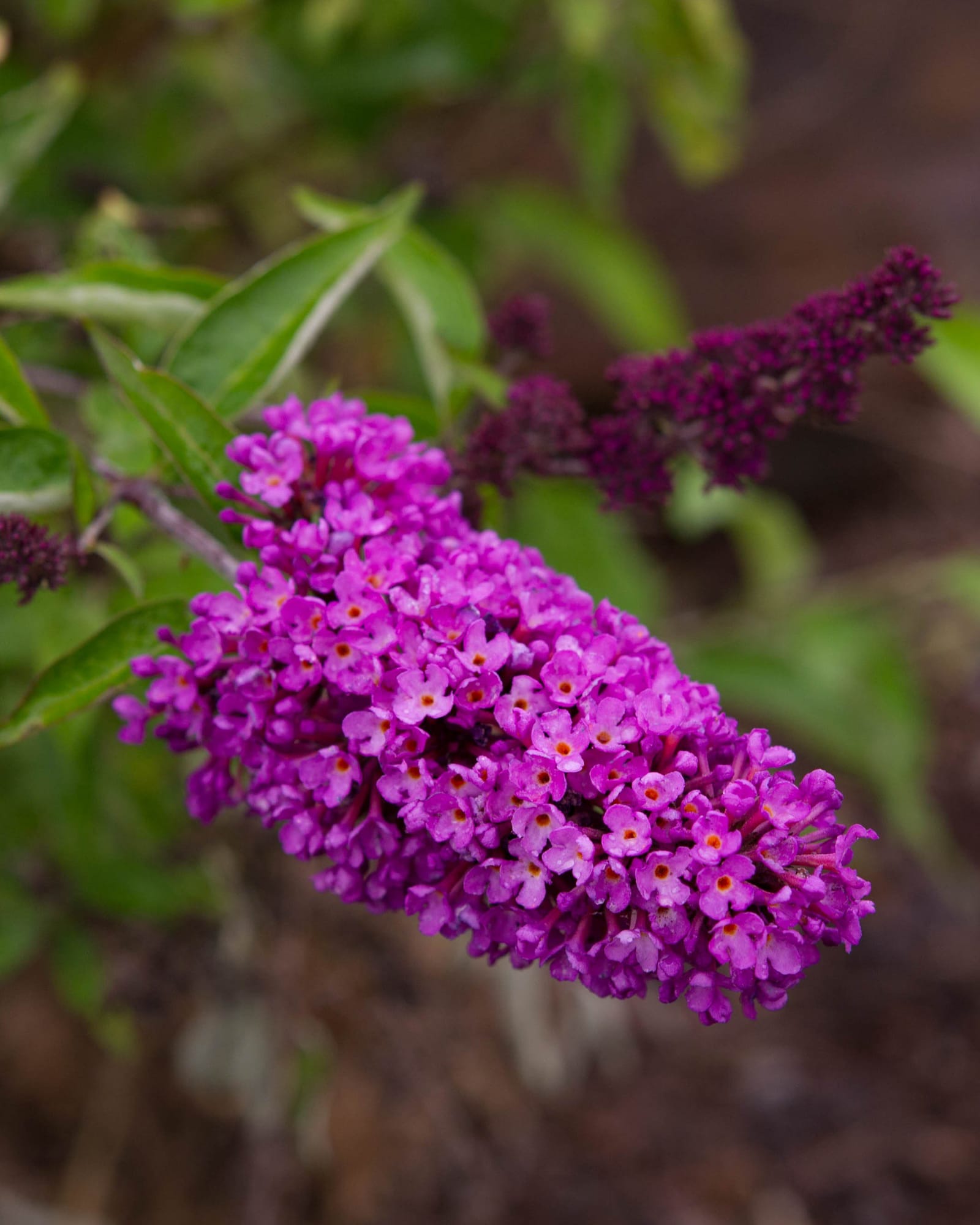 Petite Tutti Fruitti Pink Butterfly Bush