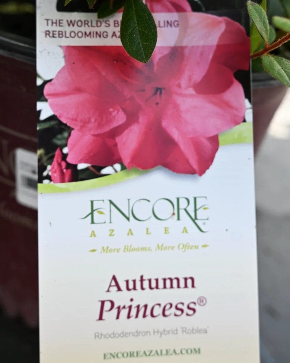 Encore Azalea Autumn Princess - view 2