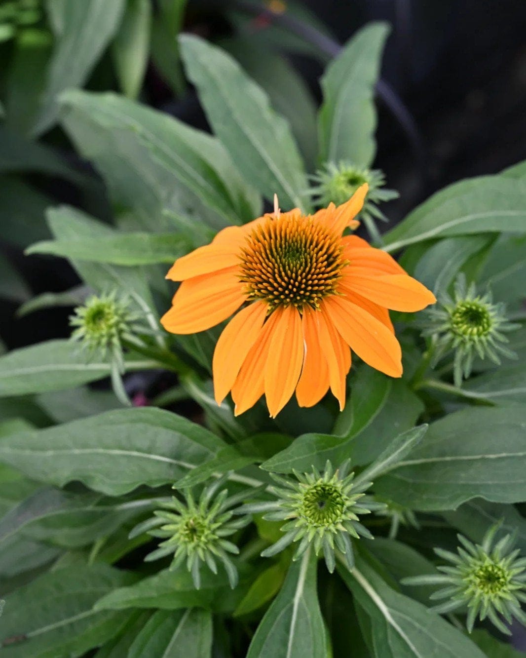 Guatemala Gold Coneflower - view 2