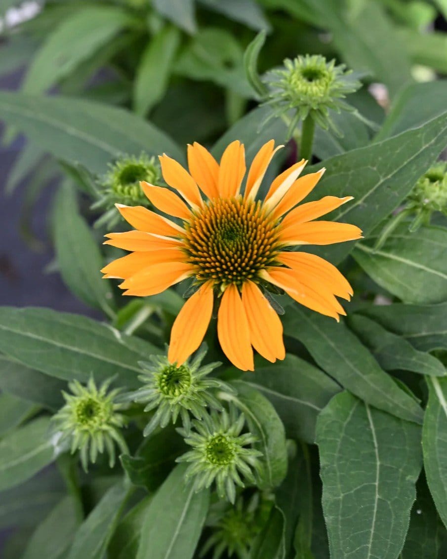 Guatemala Gold Coneflower - view 3