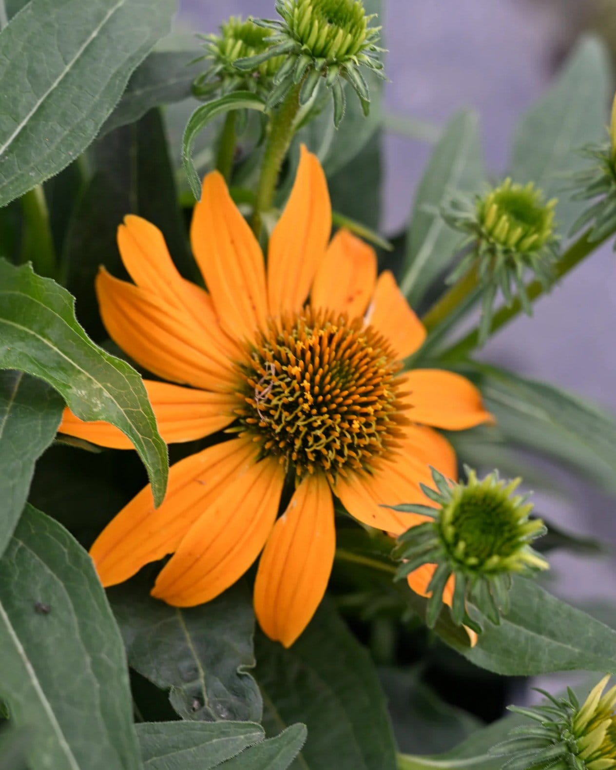 Guatemala Gold Coneflower - view 4