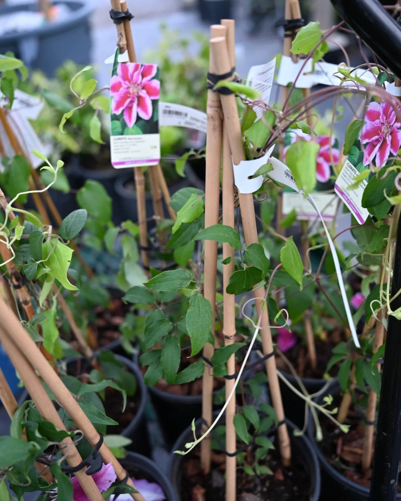 Kilian Donahue Clematis - Image 1