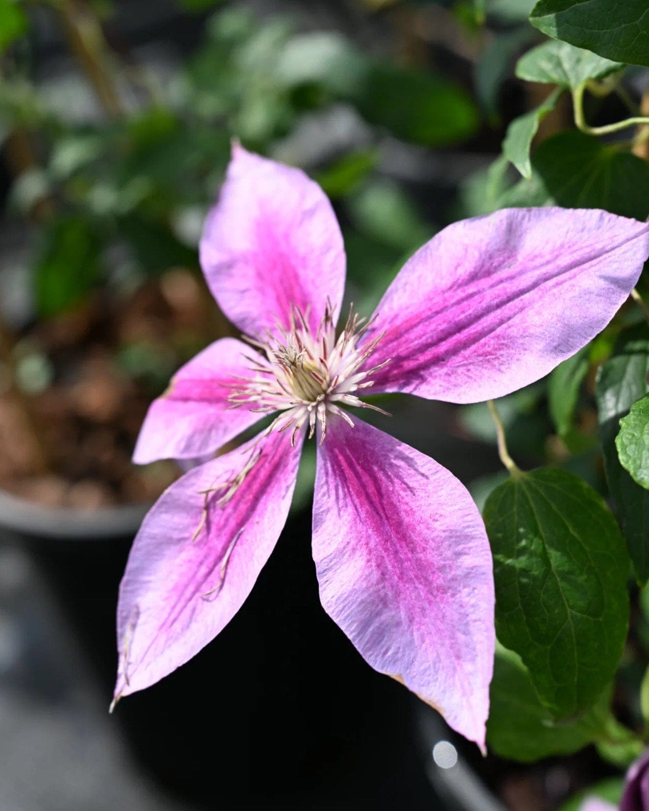 Kilian Donahue Clematis - view 3