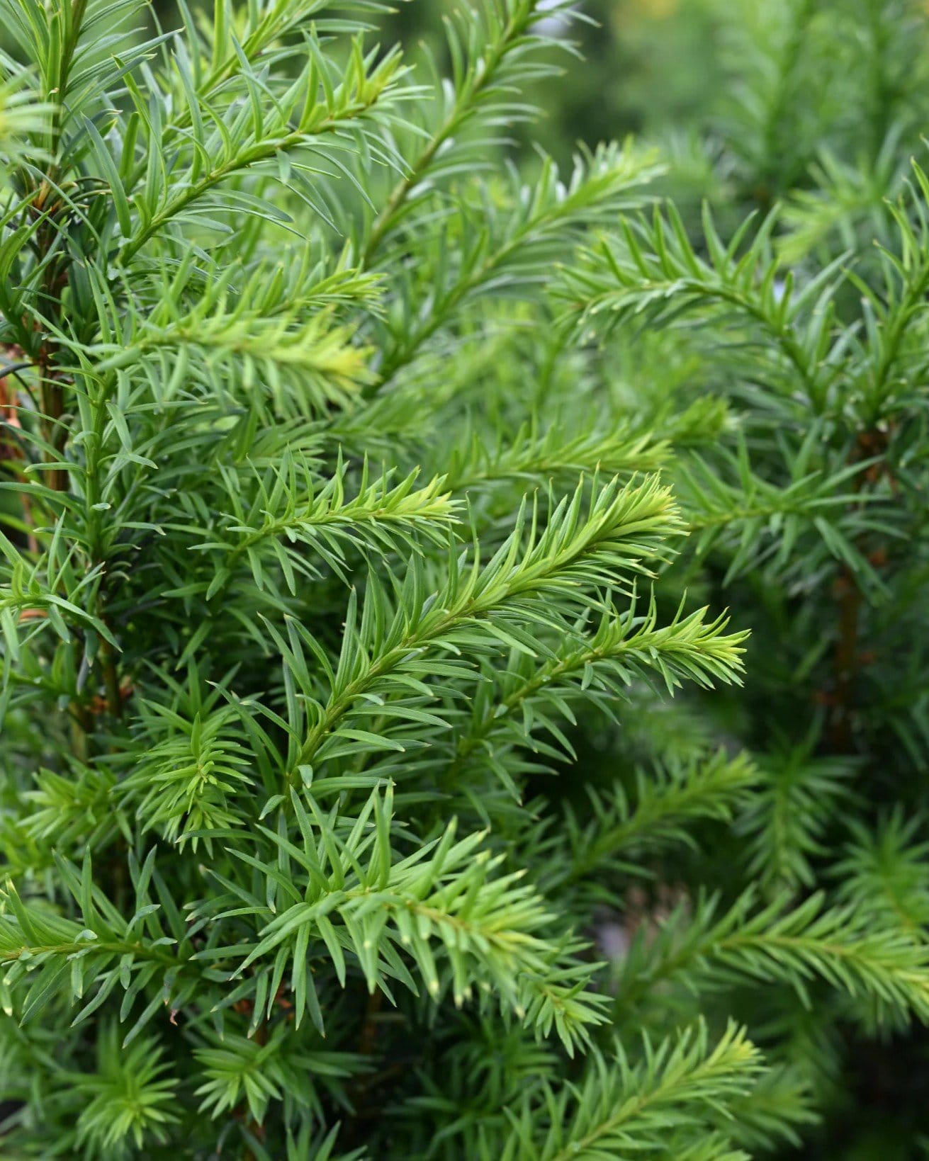 Rising Star Yew - view 3