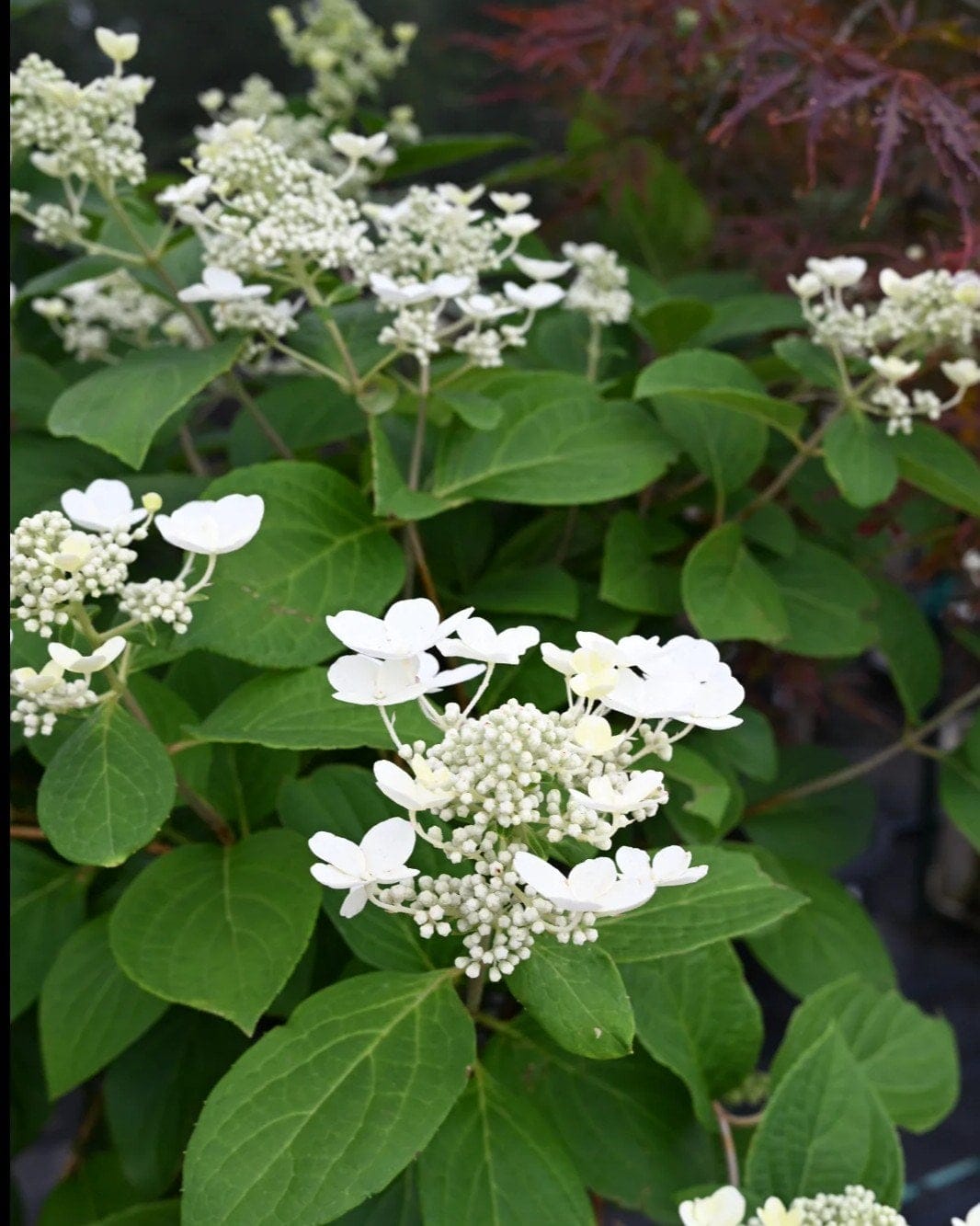 Quick Fire Hydrangea Tree Form - view 2