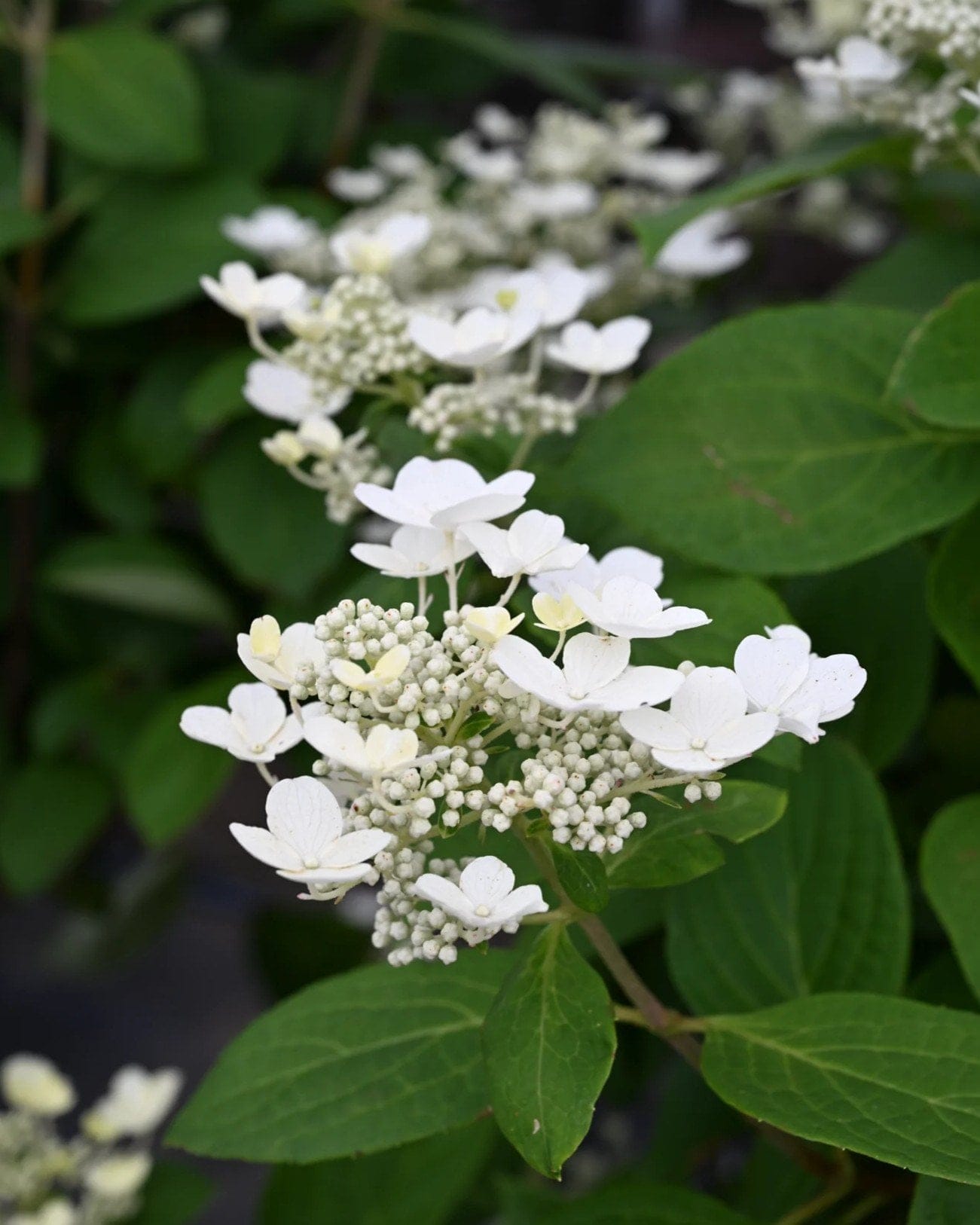 Quick Fire Hydrangea Tree Form - view 3