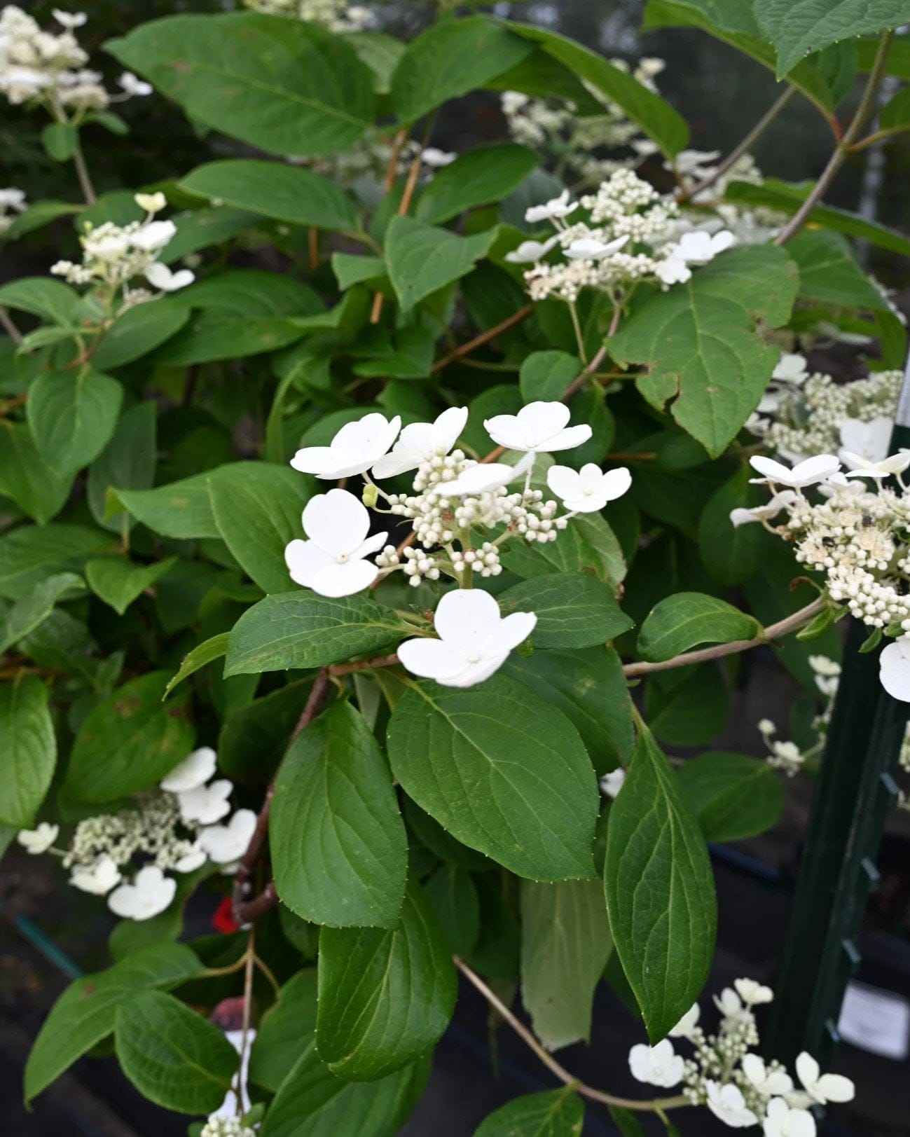 Quick Fire Hydrangea Tree Form - view 4