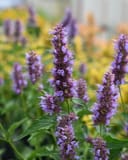 Beelicious Purple Agastache thumbnail 2