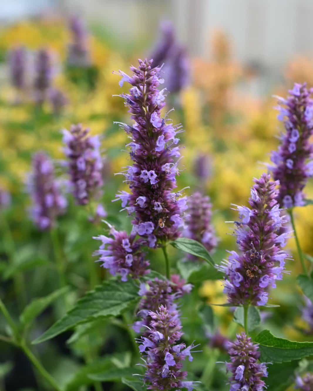 Beelicious Purple Agastache - view 2
