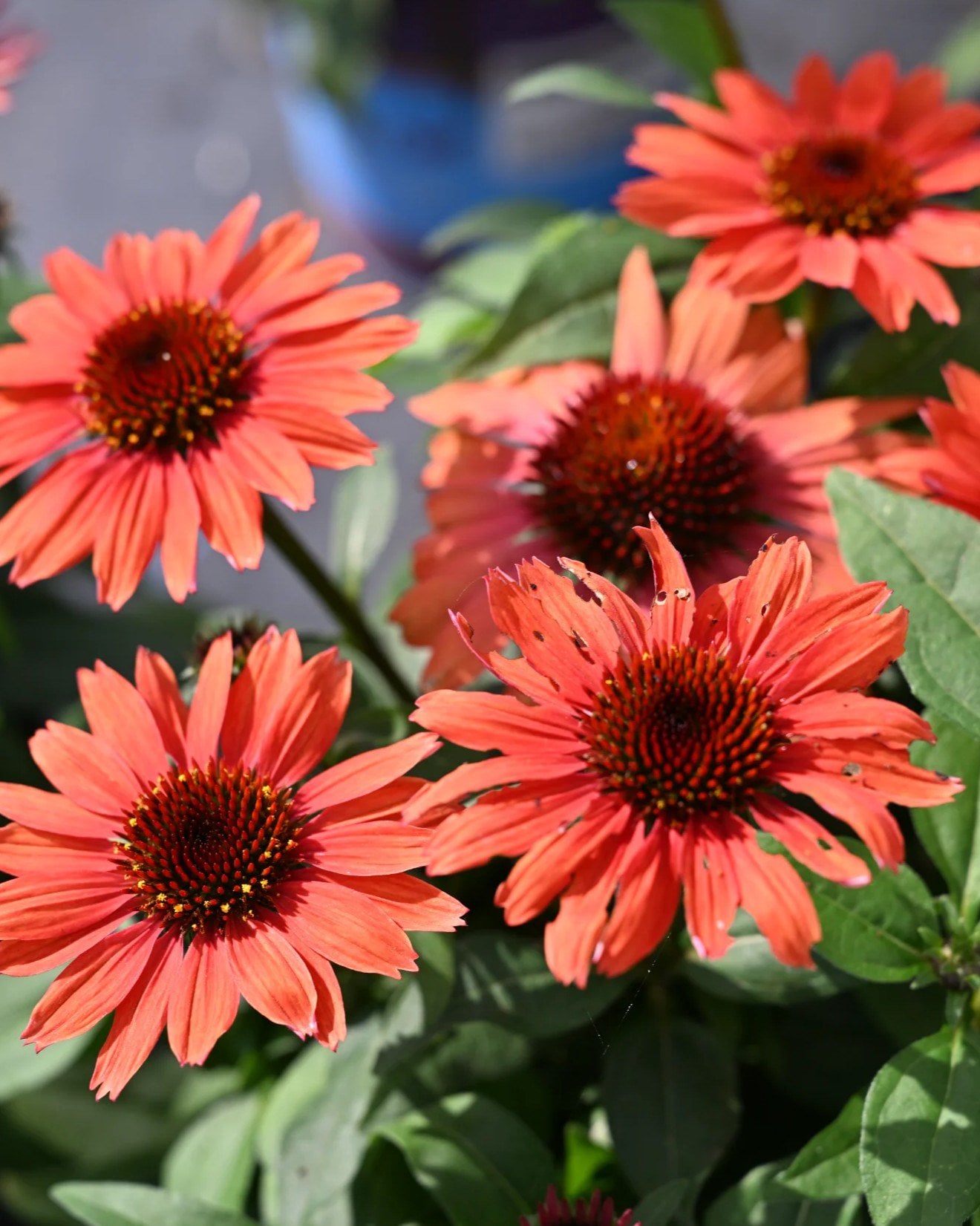 Panama Red Coneflower - Image 1