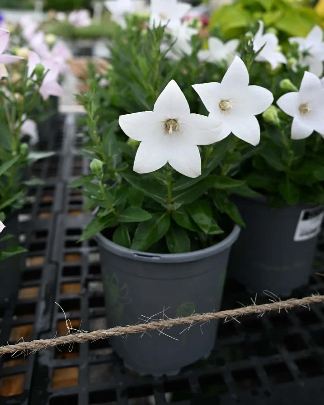 Pop Star White Balloon Flower - Image 1