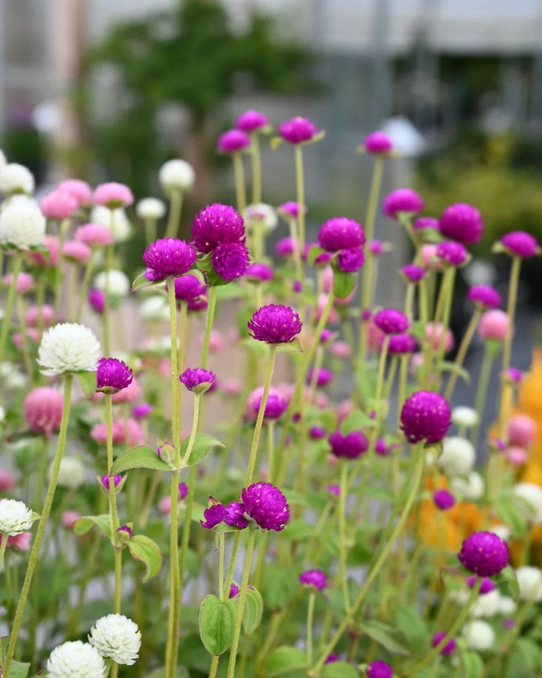 Las Vegas Mix Gomphrena - Image 1