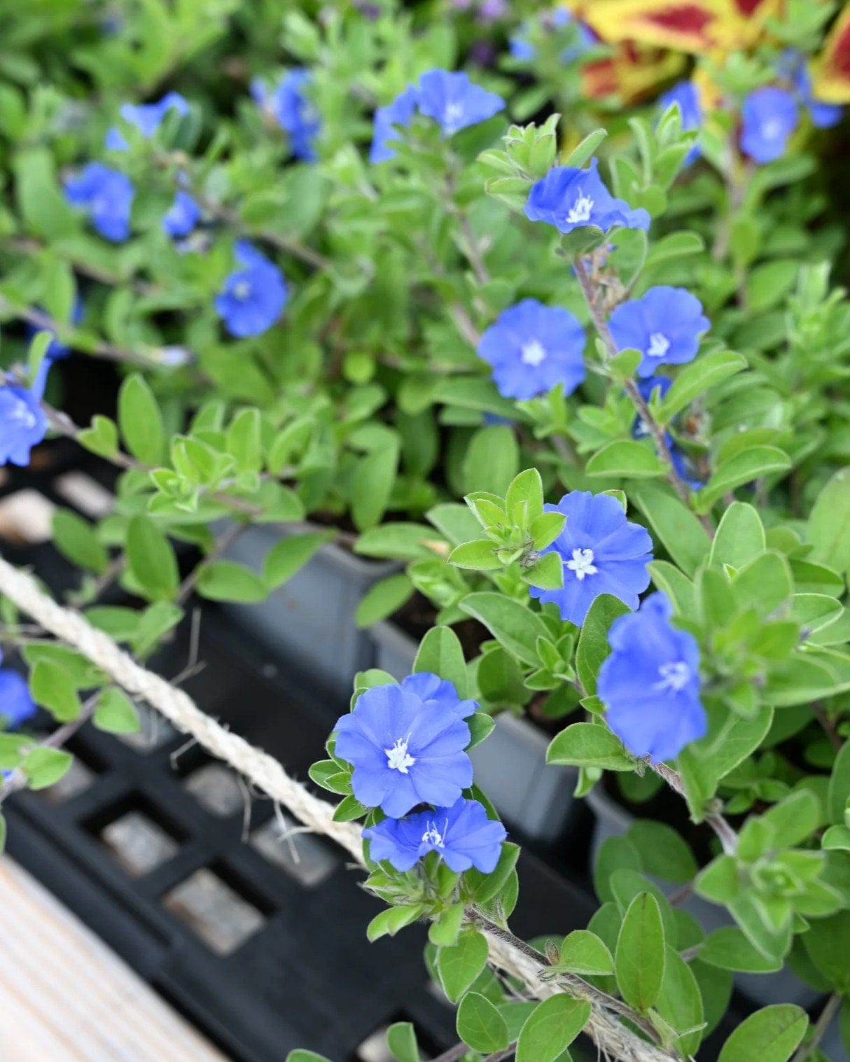Dwarf Morning Glory - view 3