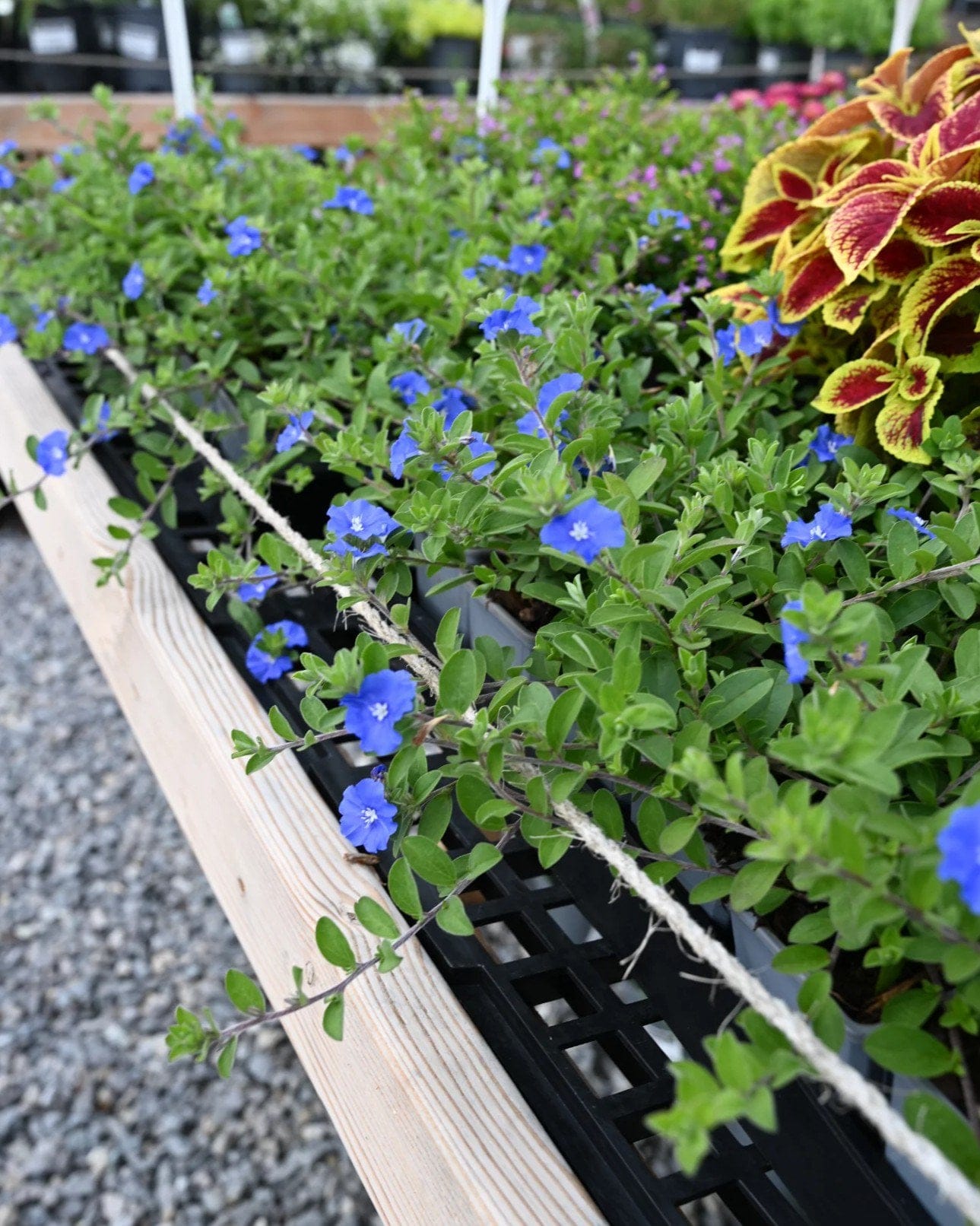 Dwarf Morning Glory - view 4