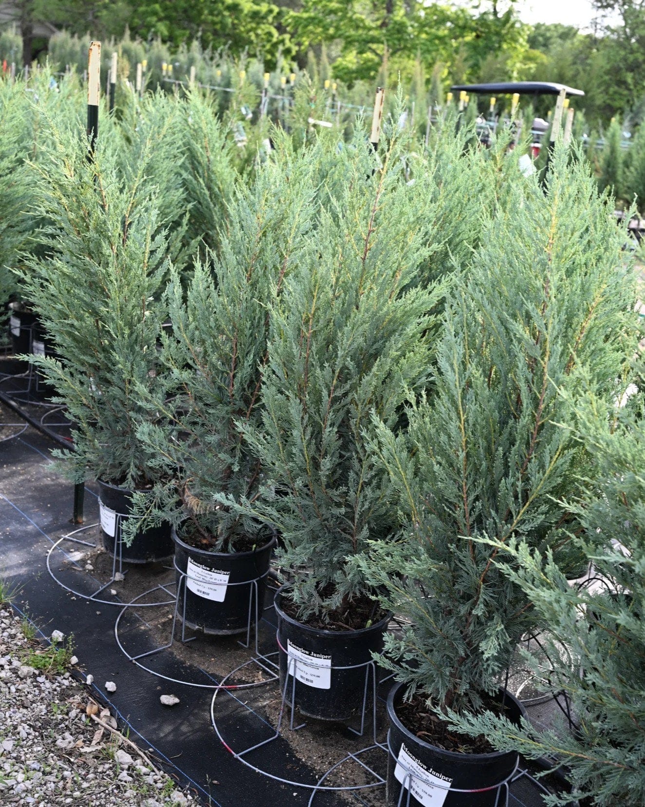 Moonglow Juniper - view 5