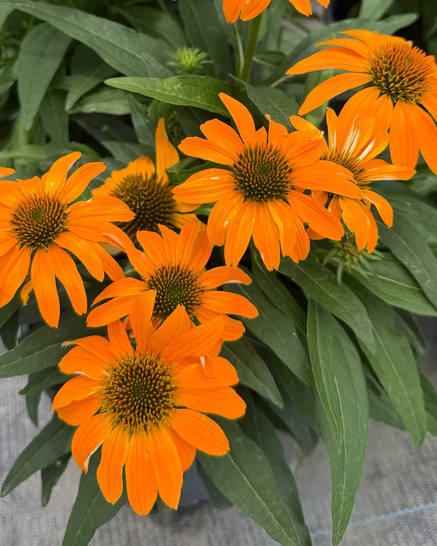 Guatemala Gold Coneflower - Main Image