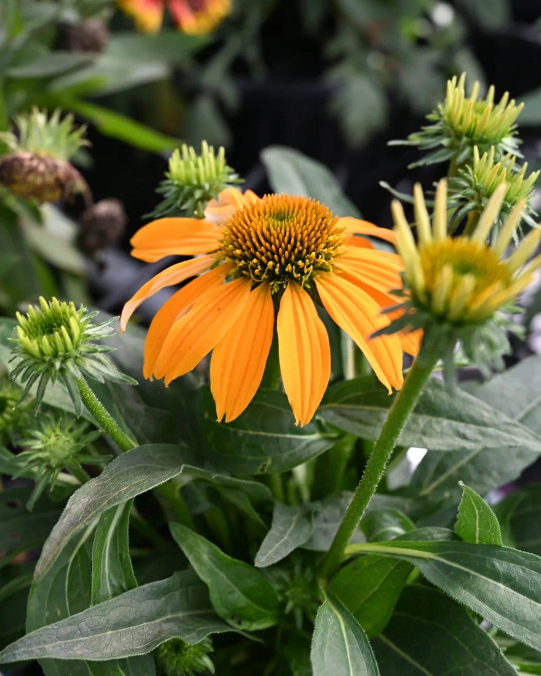 Guatemala Gold Coneflower - view 5