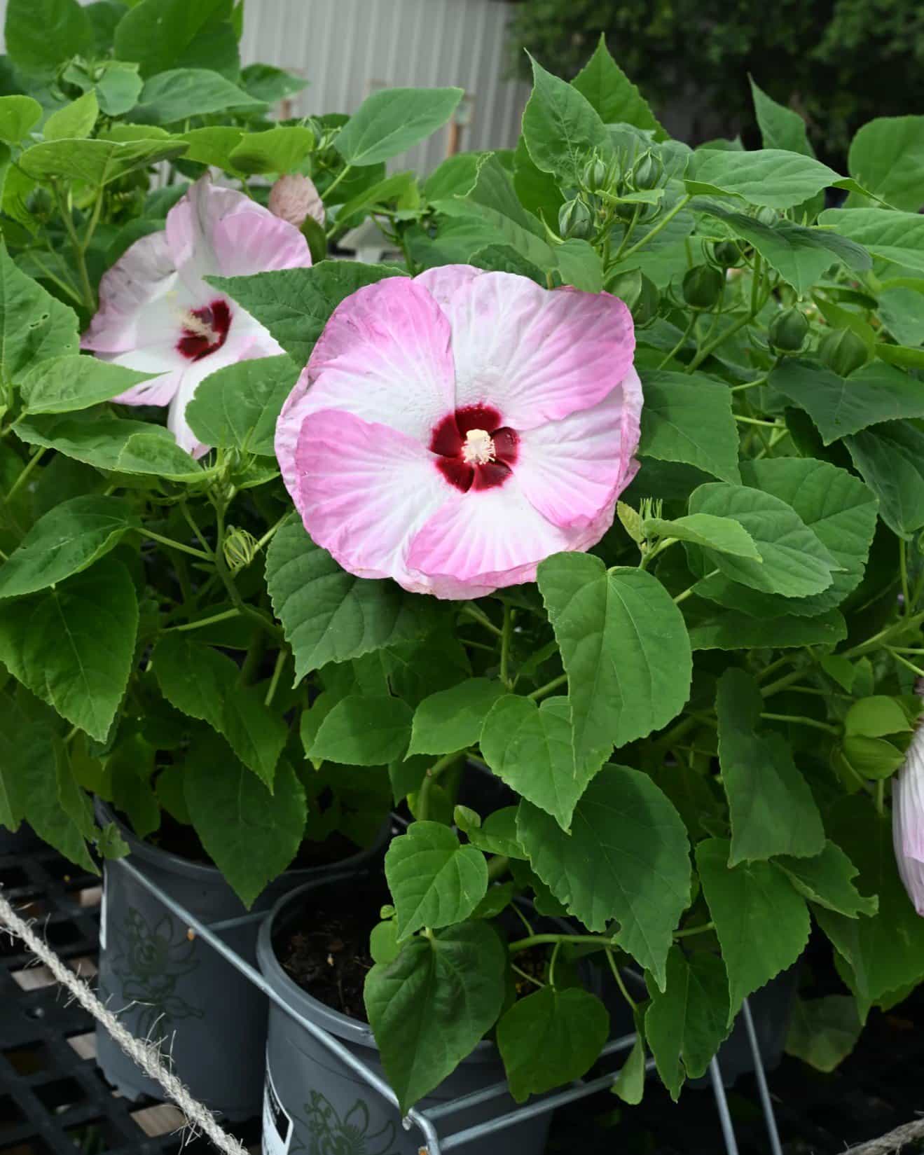 Luna Pink Swirl Hardy Hibiscus - view 2