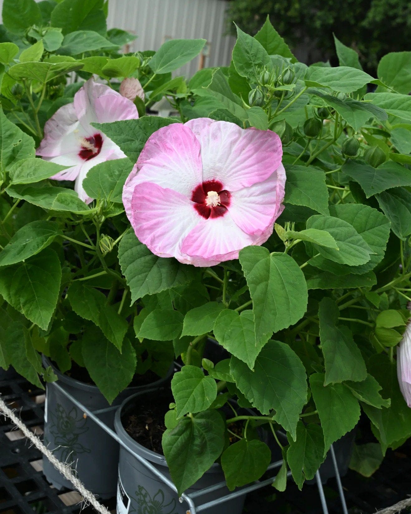 Luna Pink Swirl Hardy Hibiscus - view 2