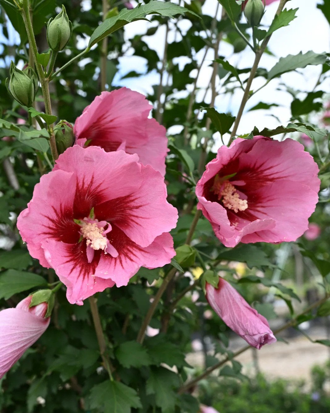 Red Pillar Althea Tree Form - Image 1