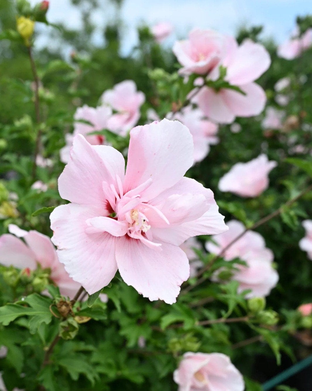 Pink Chiffon Althea - view 3