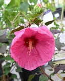 Head over Heels Passion Hibiscus thumbnail 2