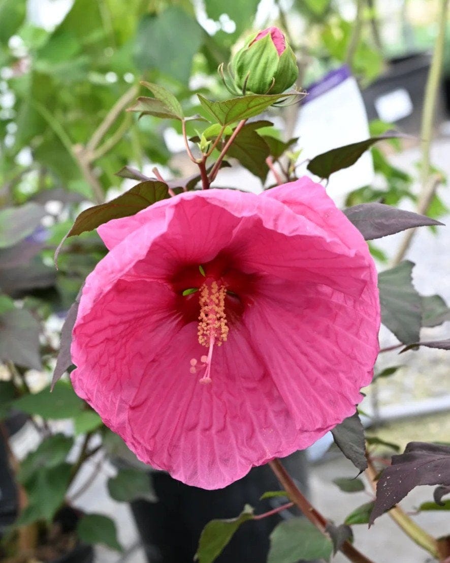 Head over Heels Passion Hibiscus - view 2