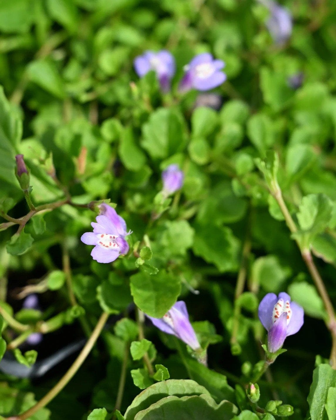 Creeping Mazus - view 2