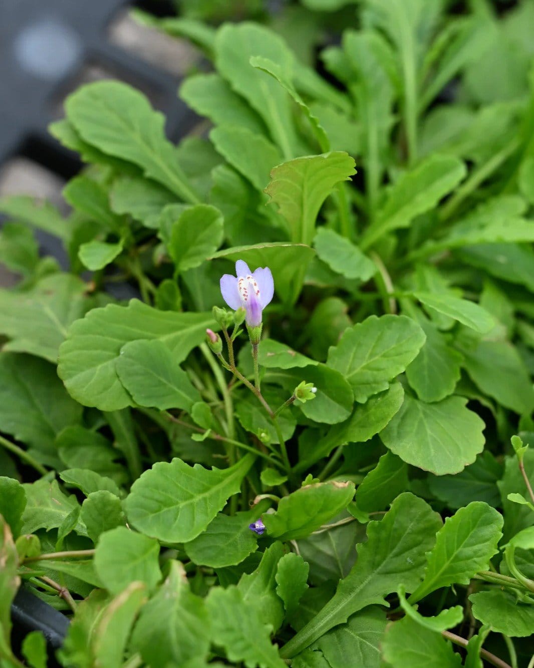 Creeping Mazus - view 3