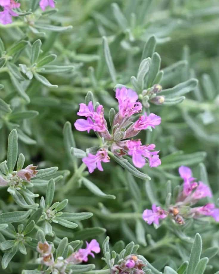 Gray Creeping Germander - view 4