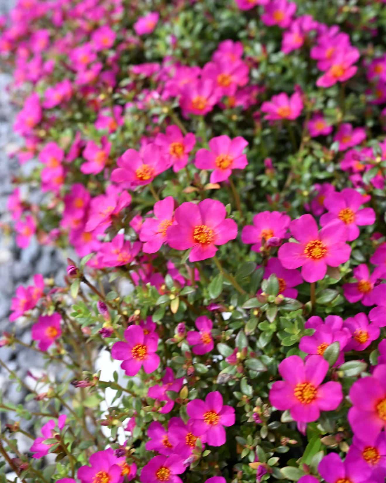 Mojave Fuchsia Purslane Portulaca - view 5