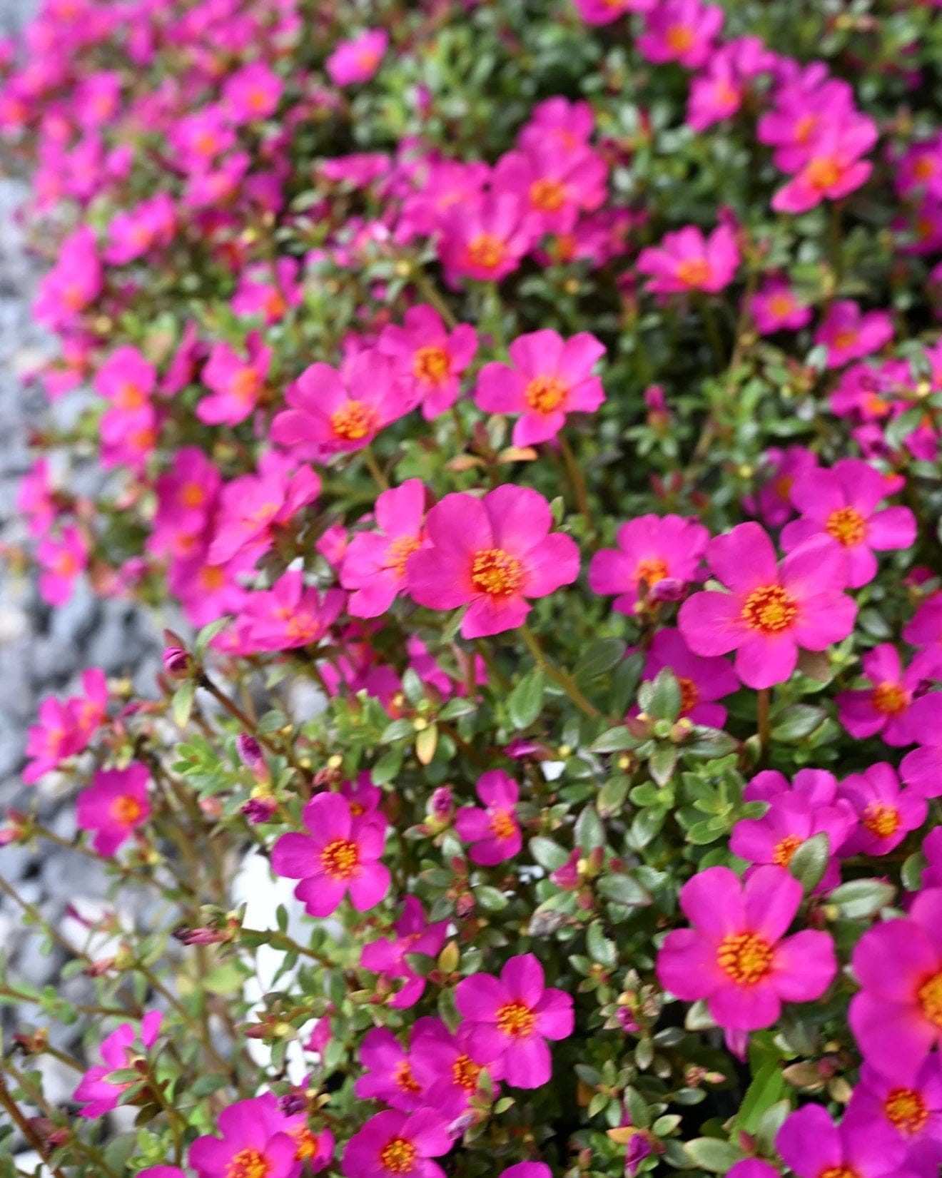 Mojave Fuchsia Purslane Portulaca - view 5