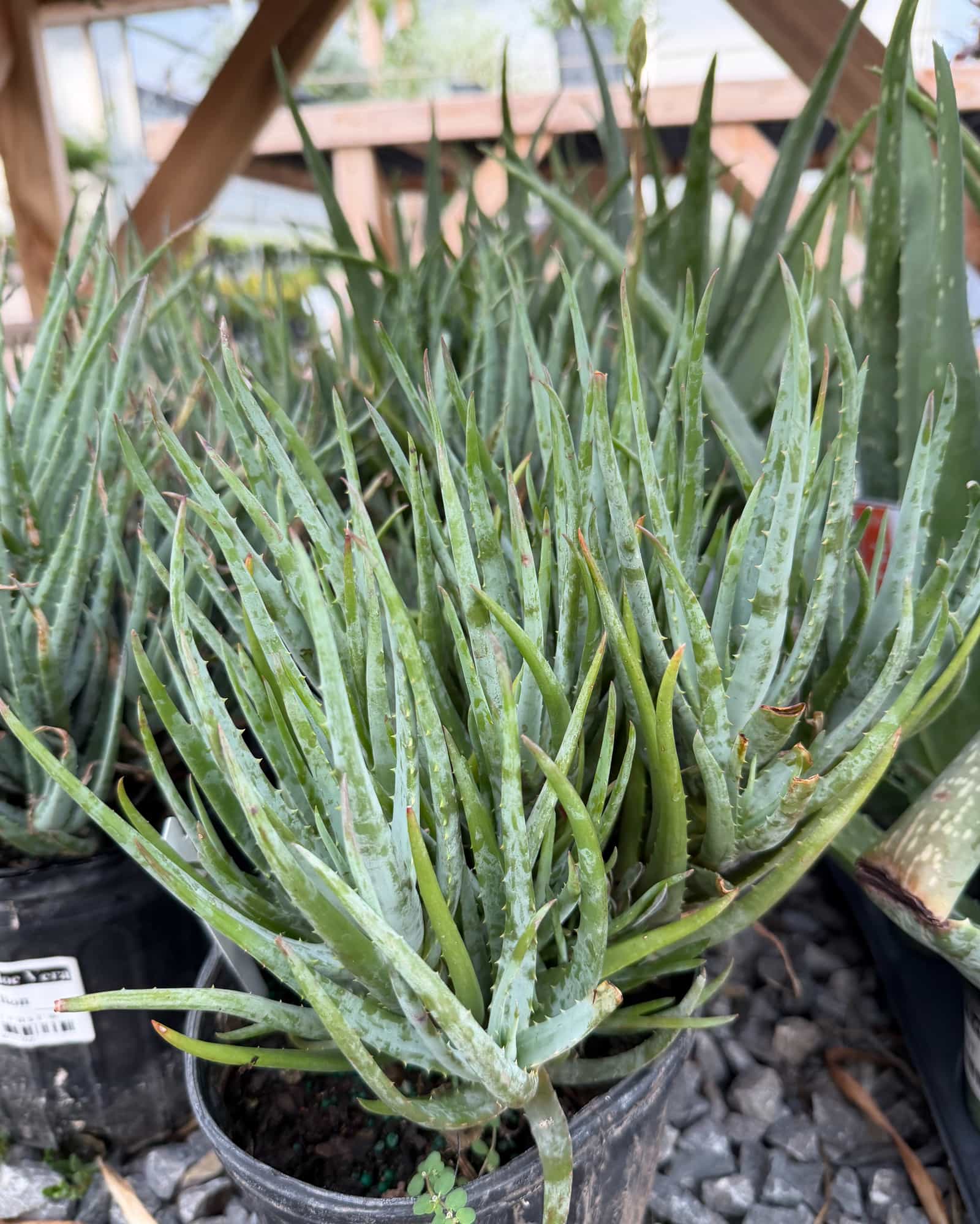 Blue Elf Aloe Vera