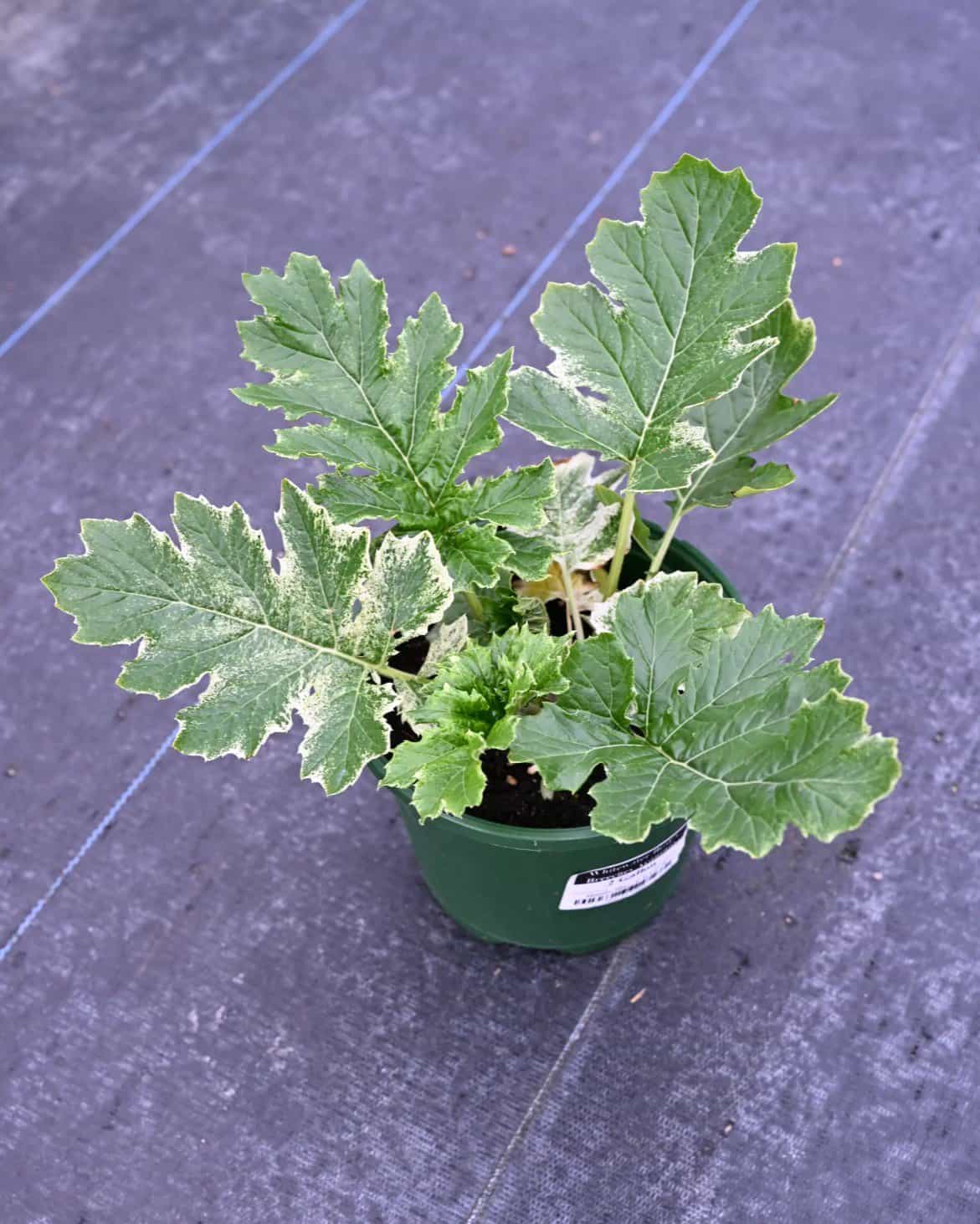 Whitewater Bear's Breeches Acanthus - view 2