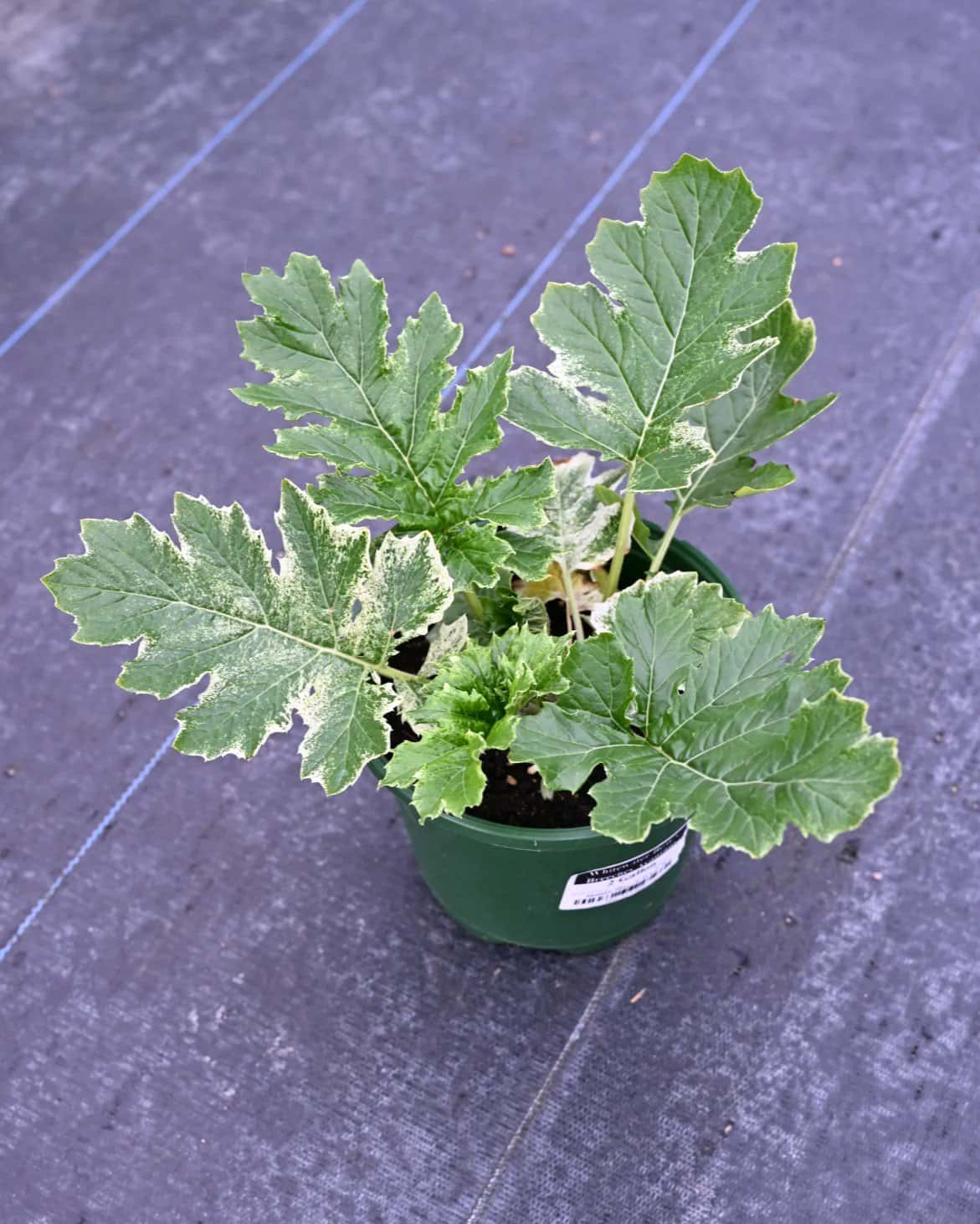 Whitewater Bear's Breeches Acanthus - Image 1