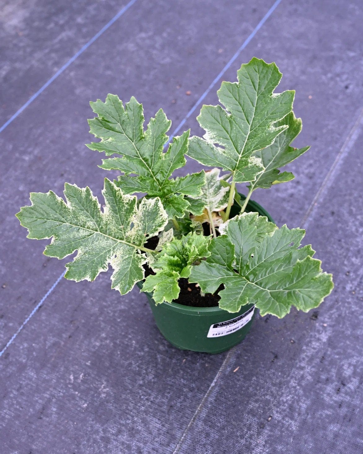 Whitewater Bear's Breeches Acanthus - view 2
