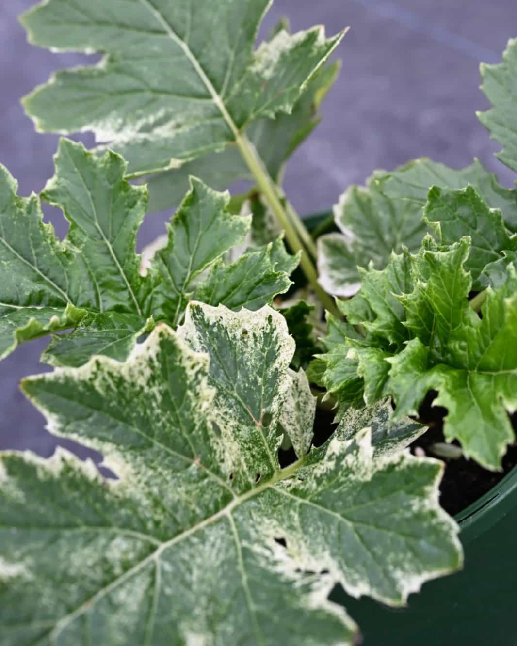 Whitewater Bear's Breeches Acanthus - view 3