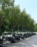 Green Vase Zelkova thumbnail 2