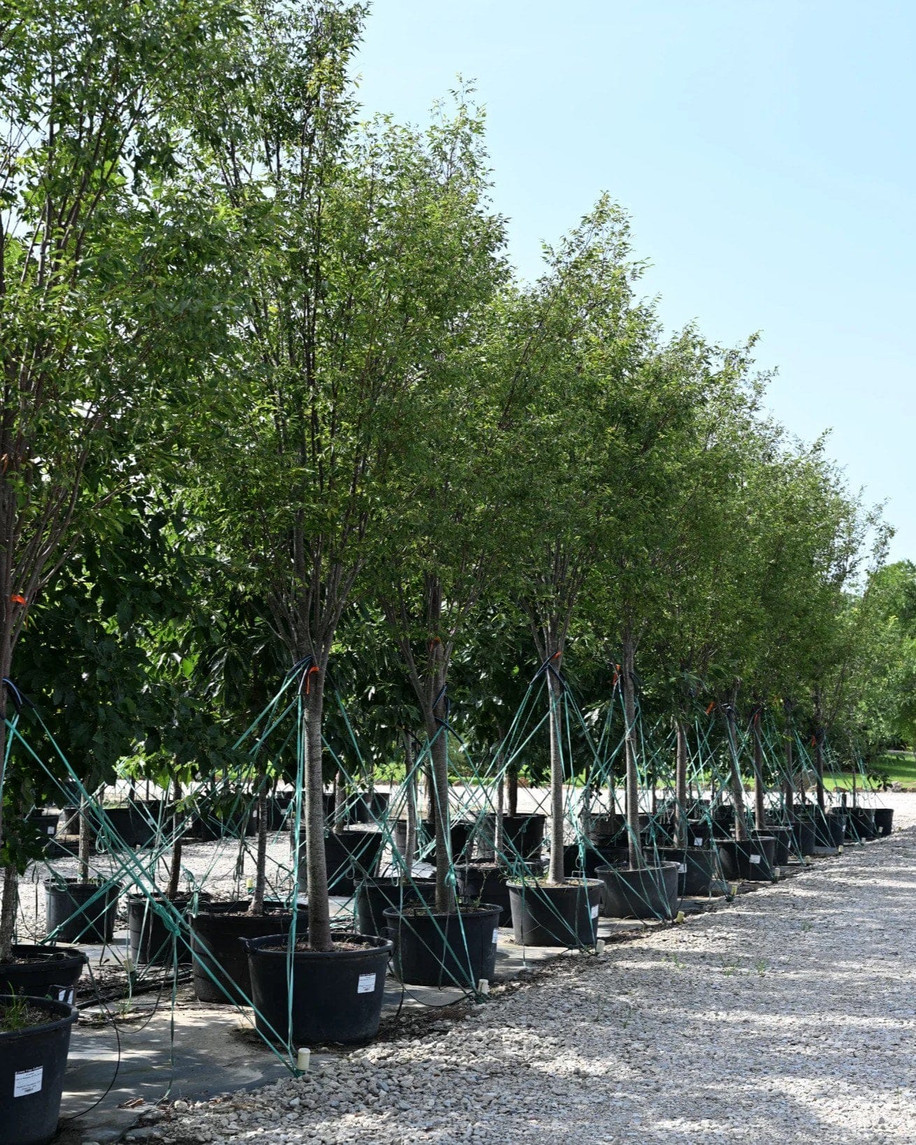 Green Vase Zelkova - view 2