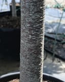 Green Vase Zelkova thumbnail 3