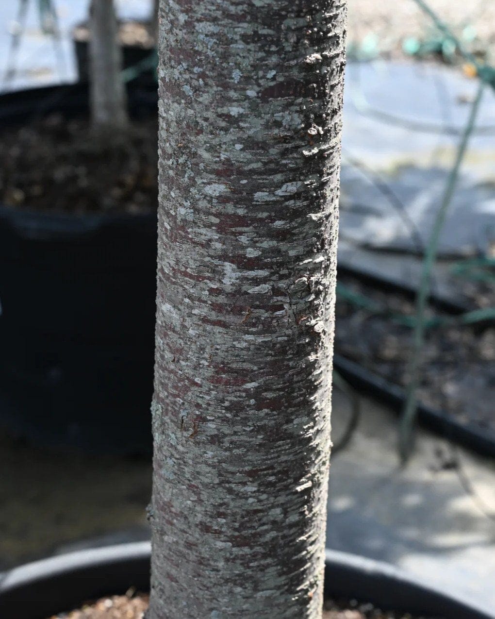 Green Vase Zelkova - view 3