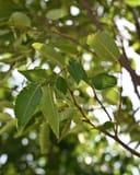 Green Vase Zelkova thumbnail 4