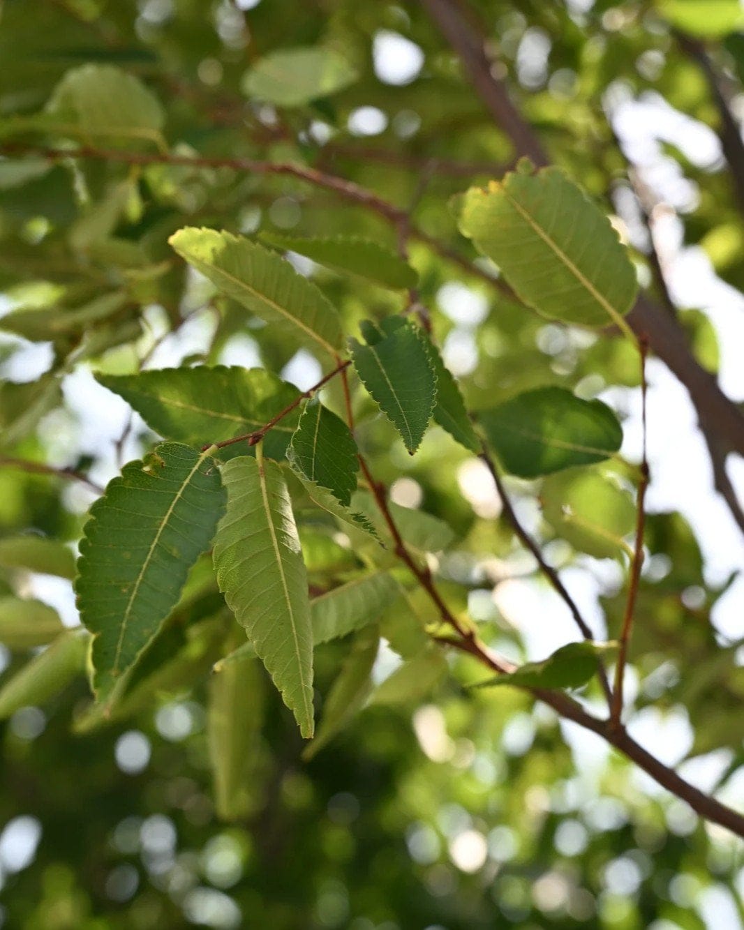 Green Vase Zelkova - view 4