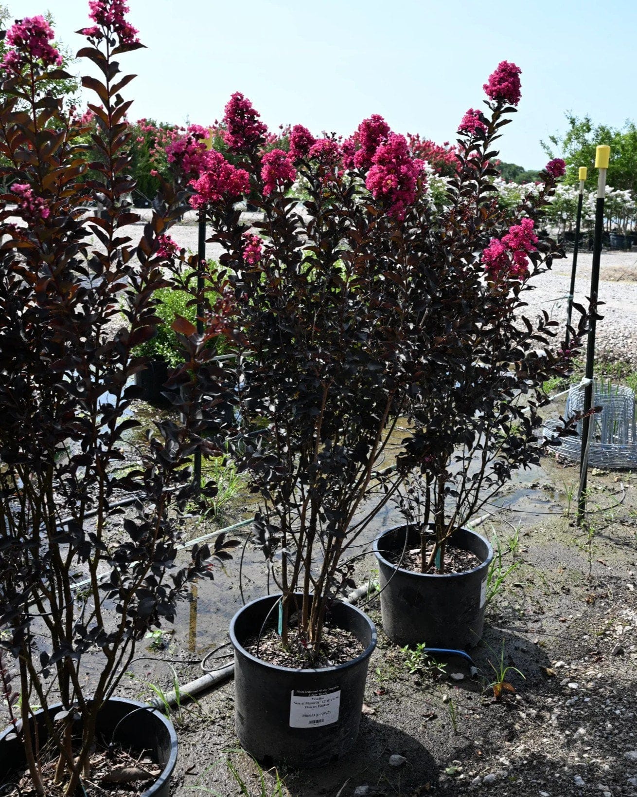Black Diamond Mystic Magenta Crape Myrtle - view 4