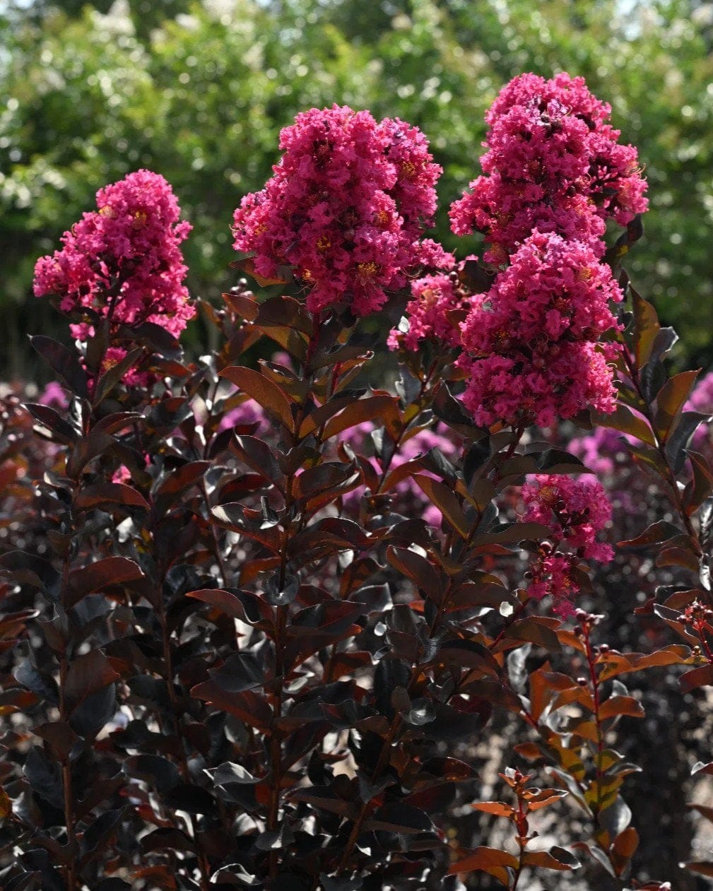 Black Diamond Mystic Magenta Crape Myrtle - view 5