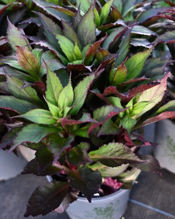 Starship Scarlet Bronze Leaf Cardinal Flower - Image 1